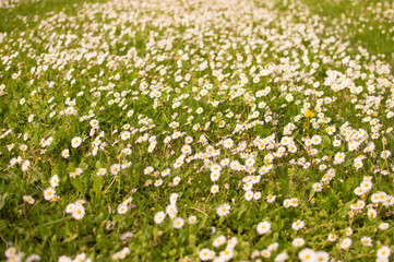 Fototapeta premium meadow of daisies 