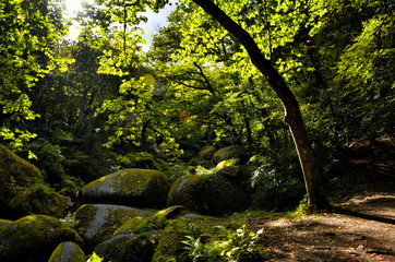 Huelgoat forest in Brittany