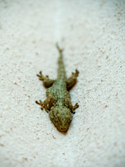 Gecko waiting for the sun's heat