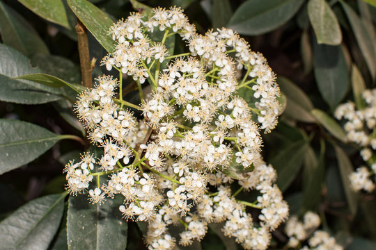flowers Photinia serrulata