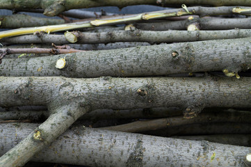 Stitched trunks and tree branches stacked on top of each other.
