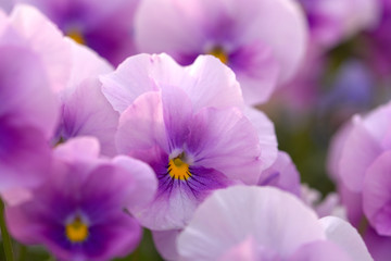 wonderful purple flowers in the garden