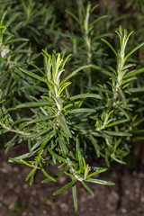 rosemary plant in spring time 