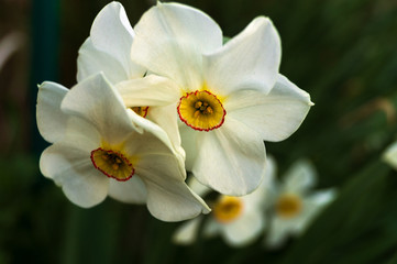 Several flowering daffodils against the background of green stems and leaves.