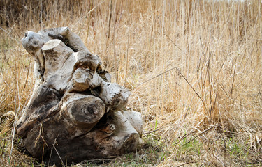 Baumstumpf in der Wildnis, Natur