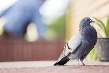 pigeon bird isolated