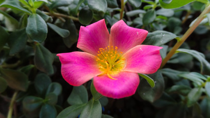 Fototapeta na wymiar Pink flower, amidst leaves in the garden.