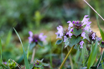 Beautiful purple meadow flower in green grass