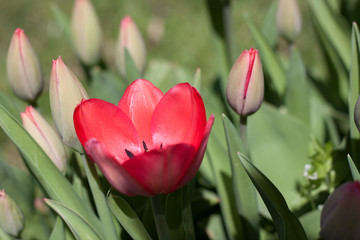 Beautiful red tulips in sunny garden