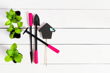 Garden tools with young sprouts, shoot, seedling, sapling and topper on natural wooden white background. Flat lay with copy space