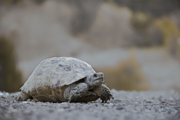 Turtle on The Highway in Daylight