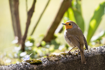 A robin bird in the garden