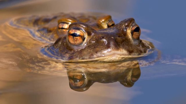 Common toads (Bufo bufo) amplexus