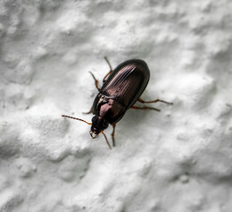 Käfer an einer Wand