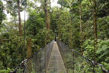 Plakat Hängebrücke im Dschungel