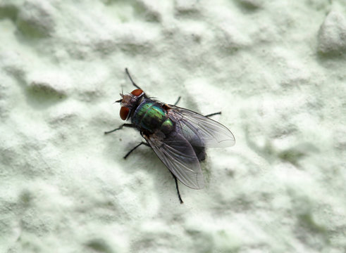 Fliege auf grünen Hintergrund