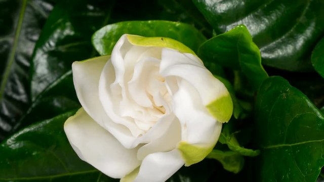 White flower opening time lapse. Gardenia Jasminoides or Cape Jasmine flower blooming on black background