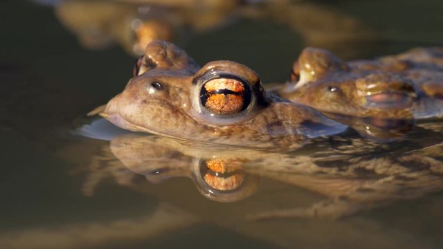 Common toads (Bufo bufo) amplexus