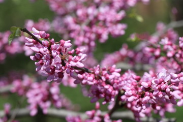 close-up of branch with pink flowers