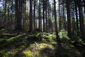 Look inside a coniferous forest in germany during spring time