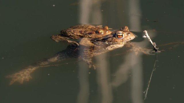 Common toads (Bufo bufo) amplexus