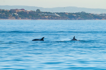 Fototapeta premium Common bottlenose dolphin swimming near to the coast of Albufeira, Algarve, Portugal, Europe