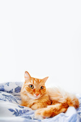 Cute ginger cat with funny expression on face lies on bed. Fluffy pet  settled to sleep or to play. Cute cozy background, morning bedtime at home. Fish eye lens effect. Place for text.