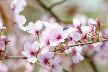 Fototapeta na wymiar Cherry blossom in Sefton Park, Liverpool