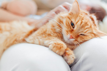 Woman stroking cute ginger cat on her knees. Fluffy pet frowning of pleasure. Cozy morning at home.