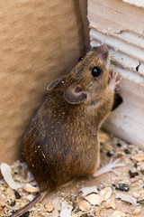  Brown field mouse macro