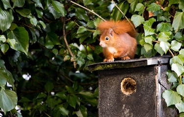 A squirrel on a birdhouse
