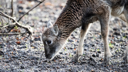 female fallow deer looking for food
