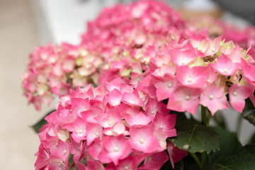leafy plant with green stems and white and pink flowers