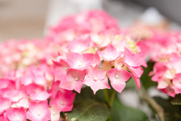 leafy plant with green stems and white and pink flowers