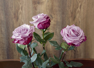 roses of gray, lilac, varietal