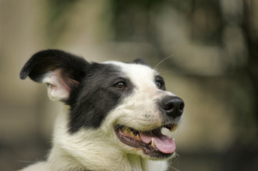 White dog with black spots on the nature.