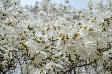 Photo sur Aluminium brossé Magnolia Flowering beautiful white magnolia in spring park