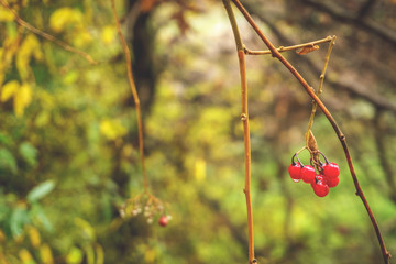Viburnum berries at Autumn , vintage stylish photo
