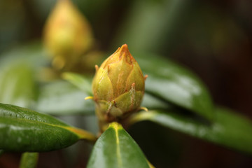 close up of a bright green rhododendron bud with green leafs, with dark dried background, outdoors on a sunny day