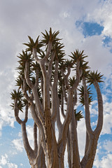 Quiver tree or Kokerboom (Aloe dichotoma) against a cloudy sky, Namibia