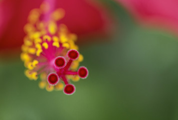 hibiscus details