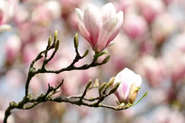 Abwaschbare Fototapete Magnolie Magnolienblüten 
