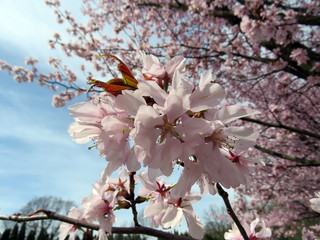 blooming Sakura in a spring