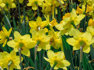 blooming yellow daffodils