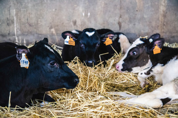 cows in a cheese factory barn