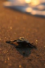 アカウミガメの子ガメ5