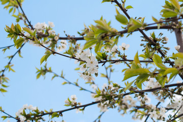 spring white on blue sky background,