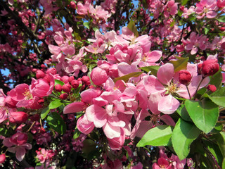 blooming Sakura in a spring