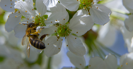 Flowers of the cherry blossoms on a spring day close up