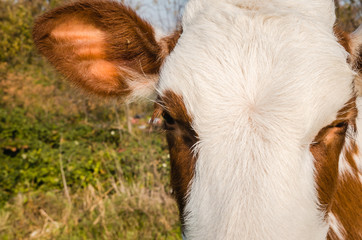 A young calf grazing in the meadow 